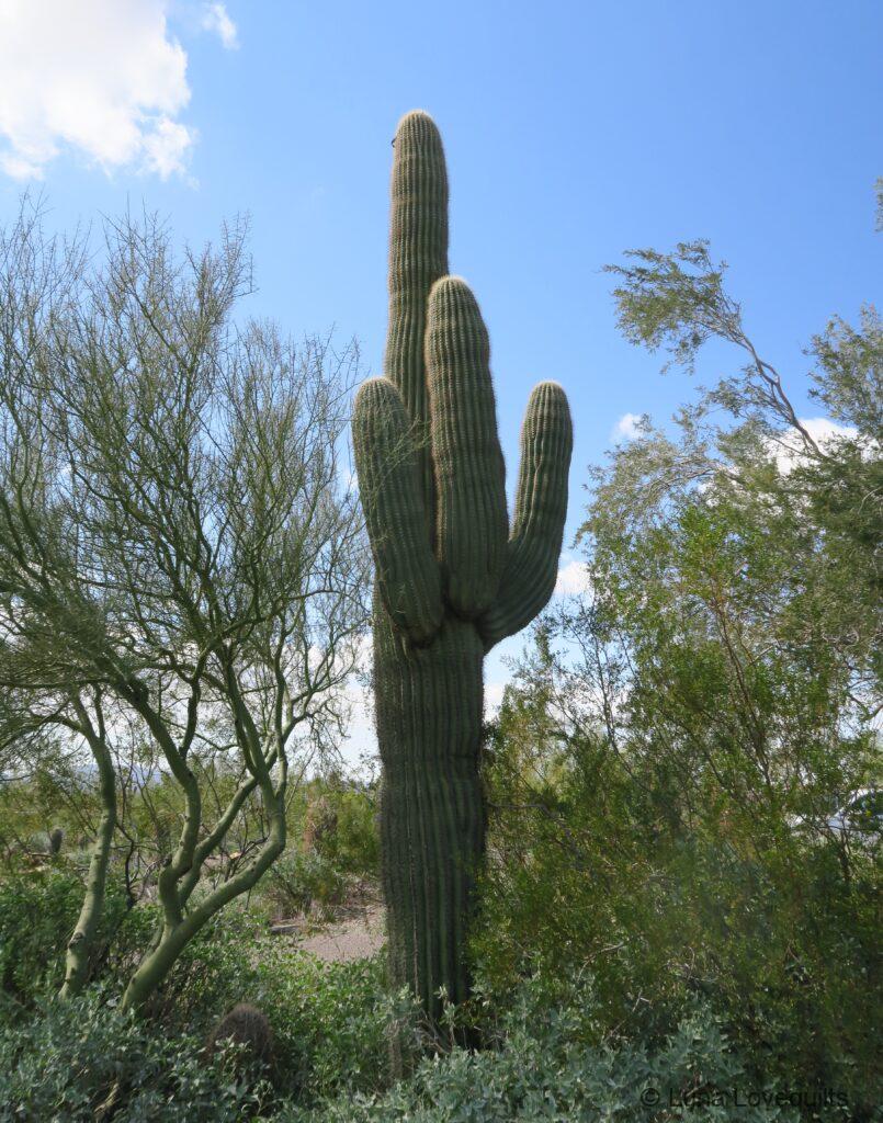 Luna Lovequilts - Cactus in Phoenix